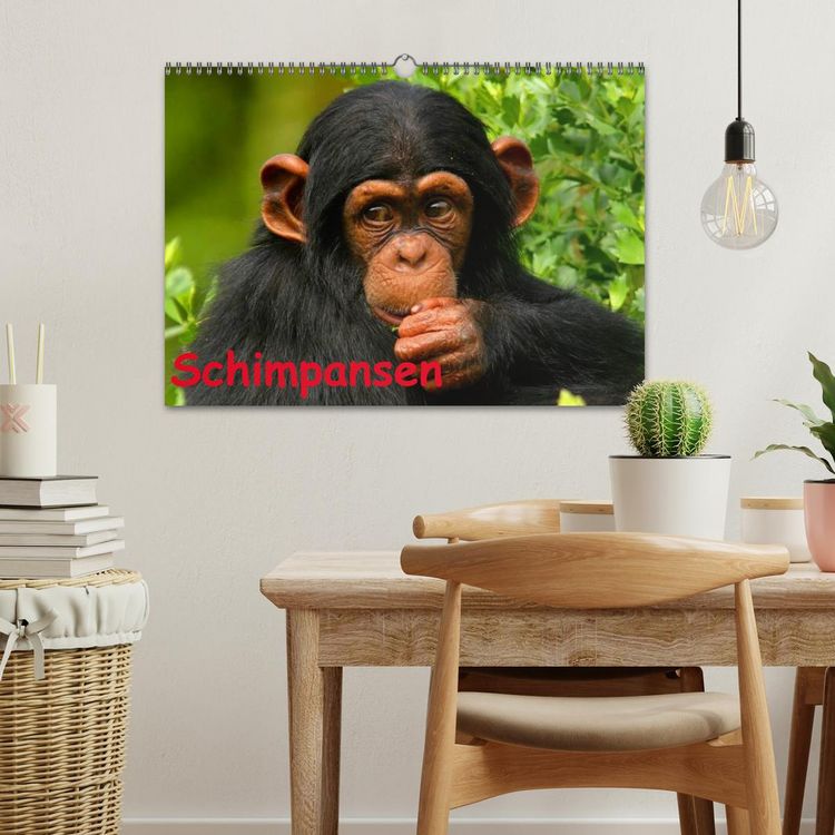 Produktbild: Schimpansen (Wandkalender 2026 DIN A3 quer), CALVENDO Monatskalender