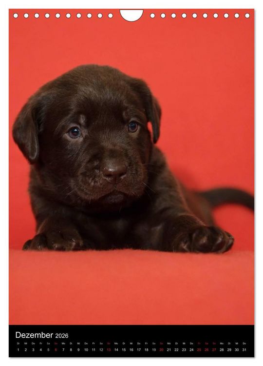 Produktbild: Labrador Welpen (Wandkalender 2026 DIN A4 hoch), CALVENDO Monatskalender