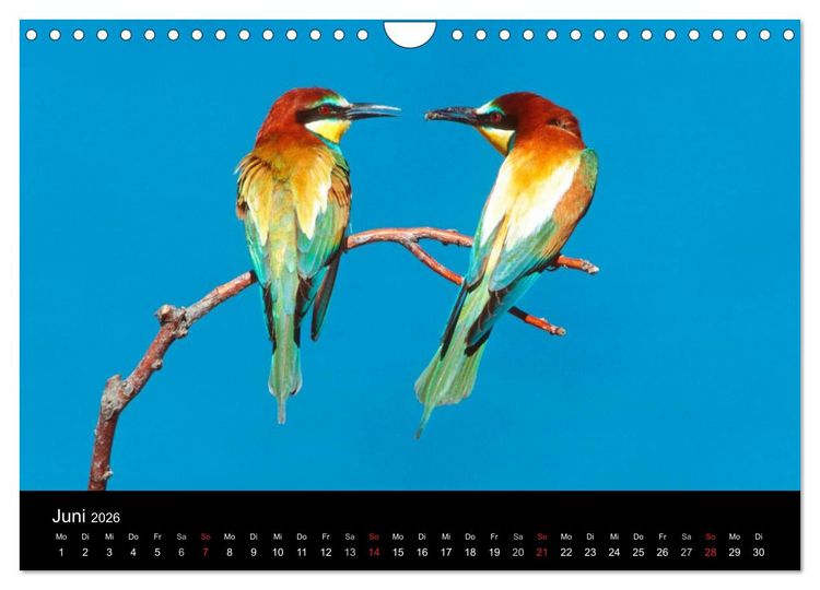 Produktbild: V&ouml;gel (Wandkalender 2026 DIN A4 quer), CALVENDO Monatskalender