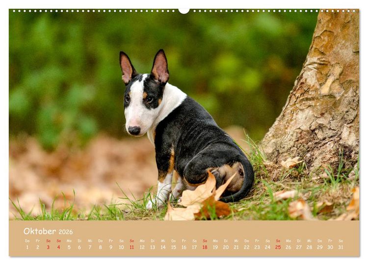 Produktbild: Einmal Bullterrier - immer Bullterrier (hochwertiger Premium Wandkalender 2026 DIN A2 quer), Kunstdruck in Hochglanz