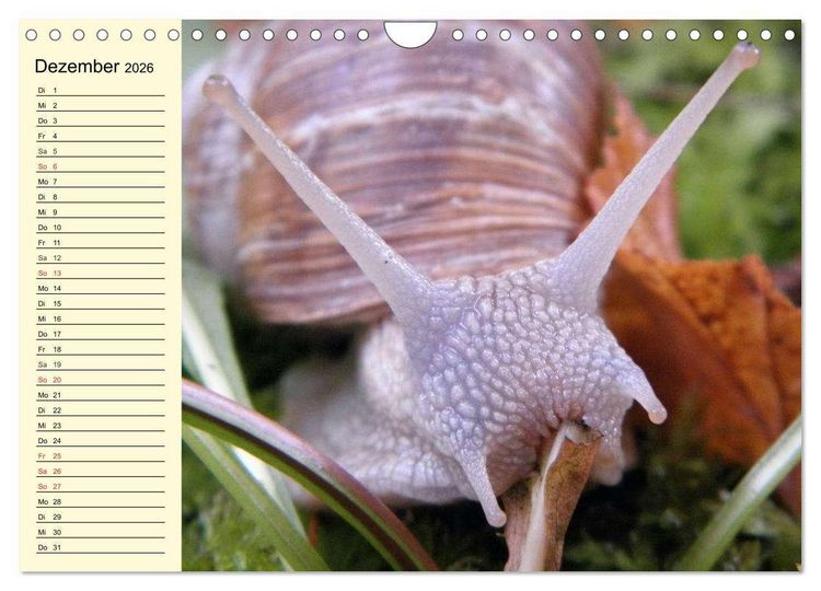 Produktbild: Schnecken. Witzige Schleimer (Wandkalender 2026 DIN A4 quer), CALVENDO Monatskalender