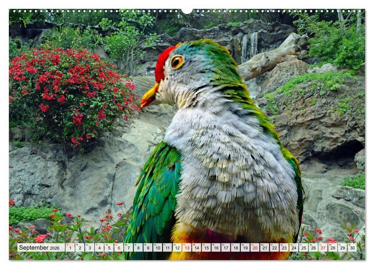 Produktbild: Wer gurrt denn da? (Wandkalender 2026 DIN A2 quer), CALVENDO Monatskalender