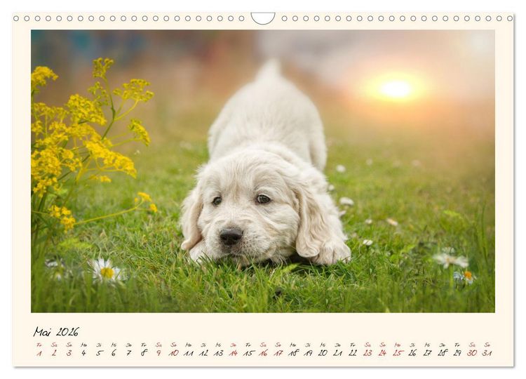 Produktbild: Golden Retriever... Herzenshunde (Wandkalender 2026 DIN A3 quer), CALVENDO Monatskalender