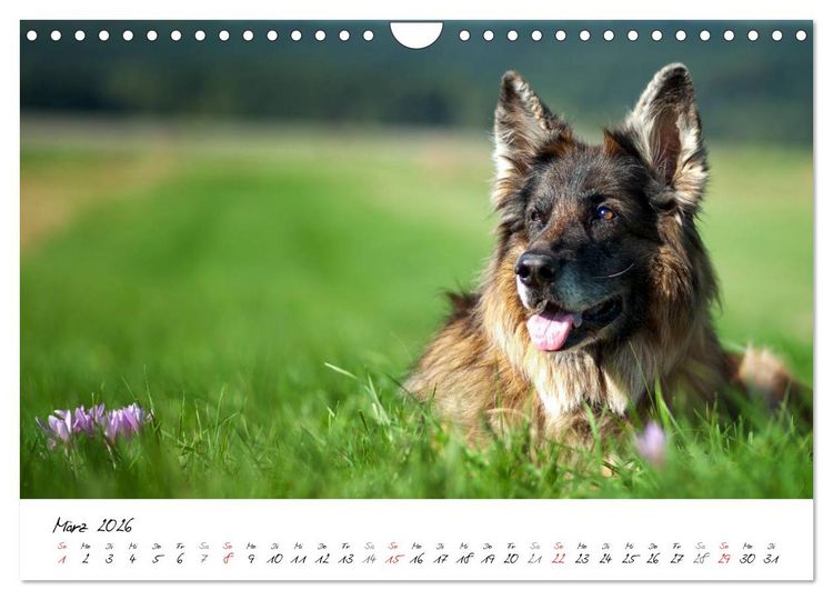 Produktbild: Zauberhafte Langhaar Sch&auml;ferhunde (Wandkalender 2026 DIN A4 quer), CALVENDO Monatskalender
