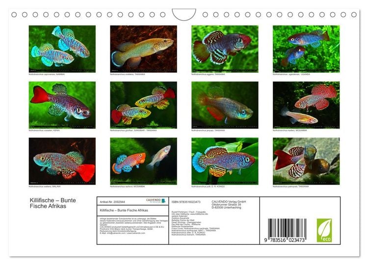 Produktbild: Killifische &ndash; Bunte Fische Afrikas (Wandkalender 2026 DIN A4 quer), CALVENDO Monatskalender