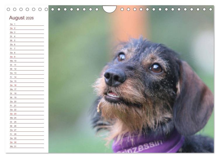 Produktbild: Familienplaner - Liebenswerte Rabauken - Rauhaardackel (Wandkalender 2026 DIN A4 quer), CALVENDO Monatskalender