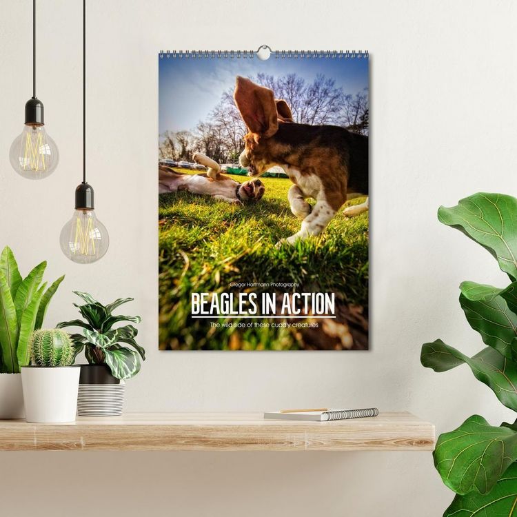 Produktbild: Beagles in action (Wall Calendar 2027 DIN A3 portrait), CALVENDO 12 Month Wall Calendar