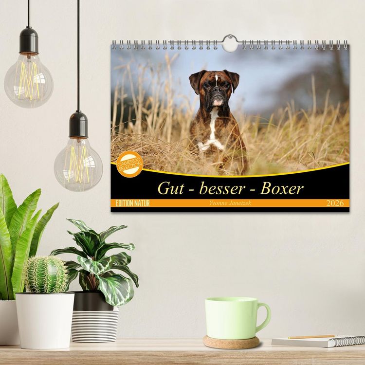 Produktbild: Gut - besser - Boxer (Wandkalender 2026 DIN A4 quer), CALVENDO Monatskalender