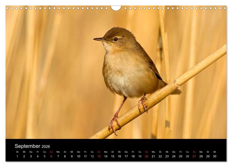 Produktbild: V&ouml;gel (Wandkalender 2026 DIN A3 quer), CALVENDO Monatskalender