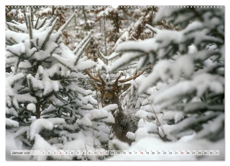 Produktbild: Emotionale Momente: Das Damwild. (Wandkalender 2026 DIN A2 quer), CALVENDO Monatskalender