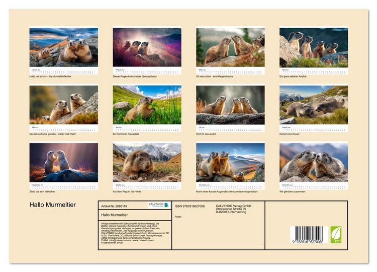 Produktbild: Hallo Murmeltier (hochwertiger Premium Wandkalender 2026 DIN A2 quer), Kunstdruck in Hochglanz