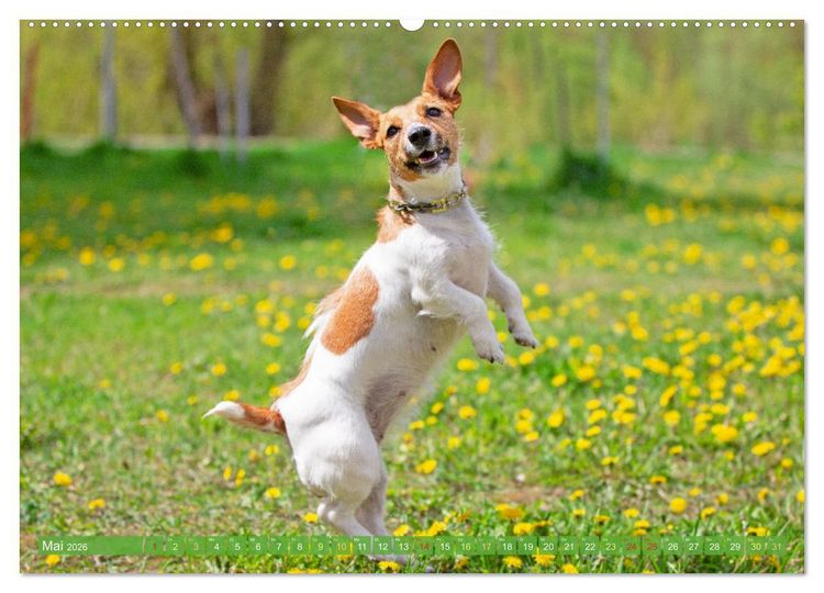 Produktbild: Jack Russell Terrier: flink und verspielt (Wandkalender 2026 DIN A2 quer), CALVENDO Monatskalender