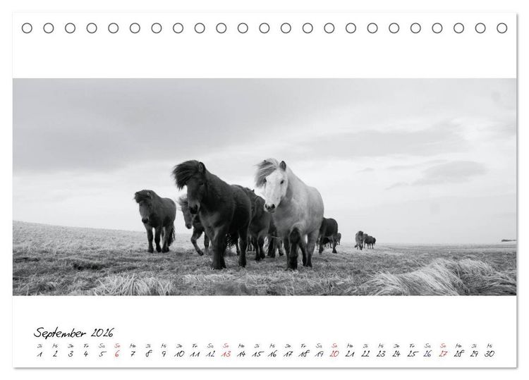 Produktbild: Islandpferde von Brimilsvellir (Tischkalender 2026 DIN A5 quer), CALVENDO Monatskalender