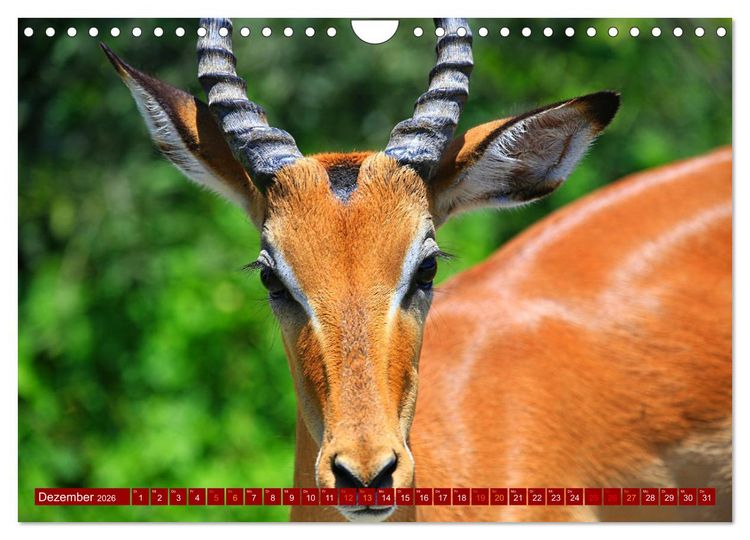 Produktbild: Botswana- Pirschfahrt mit Garantie auf Wildlife (Wandkalender 2026 DIN A4 quer), CALVENDO Monatskalender