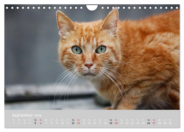 Produktbild: Katzen des S&uuml;dens (Wandkalender 2026 DIN A4 quer), CALVENDO Monatskalender