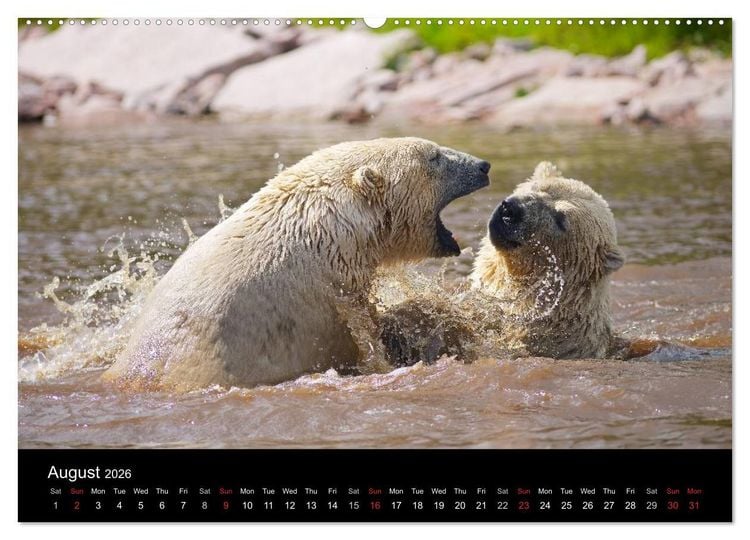 Produktbild: POLAR BEARS - ARCTIC LEGENDS (High Quality Premium Wall Calendar 2026 DIN A2 landscape),CALVENDO 12 Month Wall Calendar