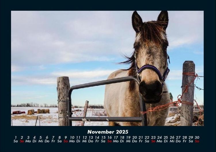 Produktbild: Die Welt der Pferde 2025 Fotokalender DIN A4