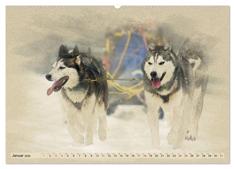 Produktbild: Schlittenhunde 2026 (Wandkalender 2026 DIN A2 quer), CALVENDO Monatskalender