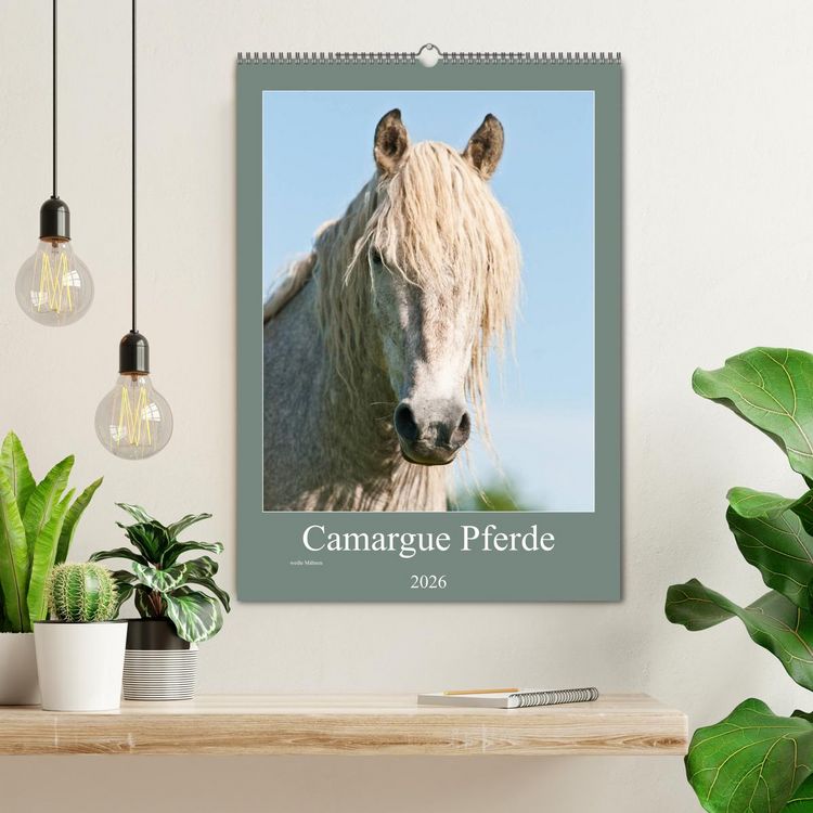 Produktbild: Camargue Pferde - wei&szlig;e M&auml;hnen (Wandkalender 2026 DIN A2 hoch), CALVENDO Monatskalender