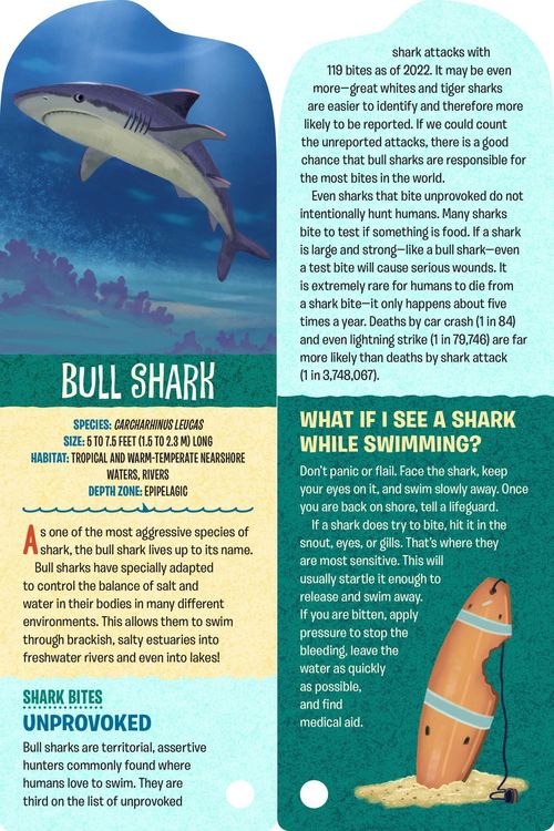 Produktbild: Fandex Kids: Sharks