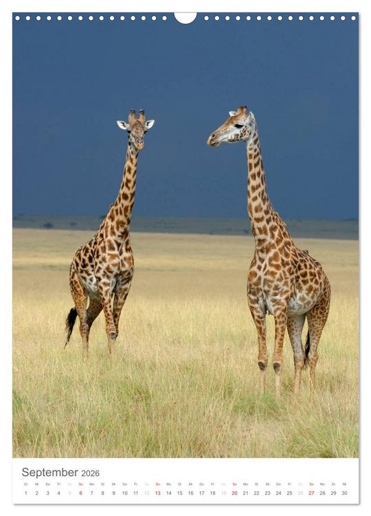 Produktbild: Magie des Augenblicks - Giraffen - Riesen der Savanne (Wandkalender 2026 DIN A3 hoch), CALVENDO Monatskalender