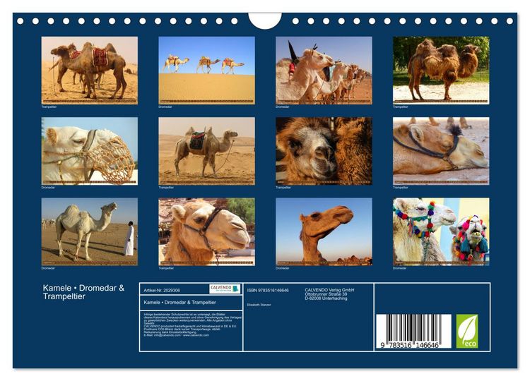 Produktbild: Kamele &bull; Dromedar & Trampeltier (Wandkalender 2026 DIN A4 quer), CALVENDO Monatskalender