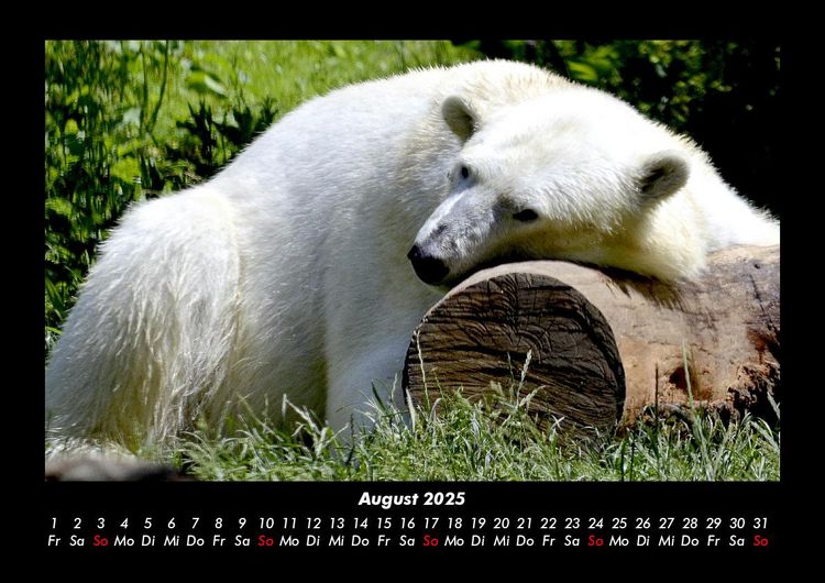 Produktbild: Pinguine & Eisb&auml;ren 2025 Fotokalender DIN A3