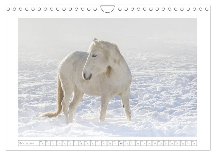 Produktbild: Wei&szlig;e Pferde der Camargue in Bayern (Wandkalender 2026 DIN A4 quer), CALVENDO Monatskalender