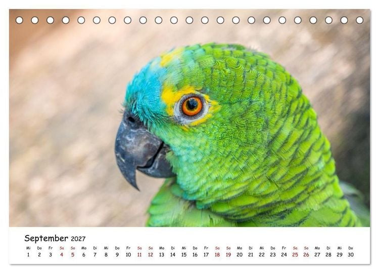Produktbild: Aras und bunte Sittiche: Exotische Papageien-Portr&auml;ts (Tischkalender 2027 DIN A5 quer), CALVENDO Monatskalender