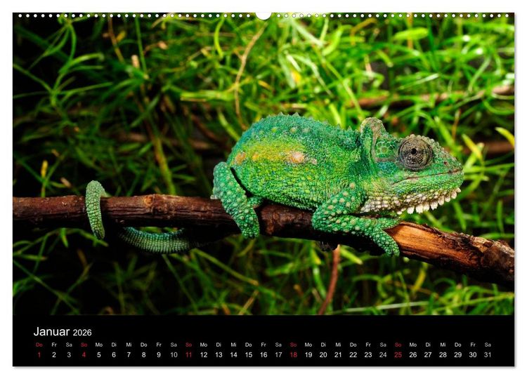 Produktbild: REPTILIEN (Wandkalender 2026 DIN A2 quer), CALVENDO Monatskalender