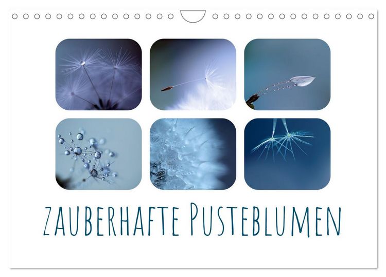 Produktbild: Zauberhafte Pusteblumen (Wandkalender 2026 DIN A4 quer), CALVENDO Monatskalender