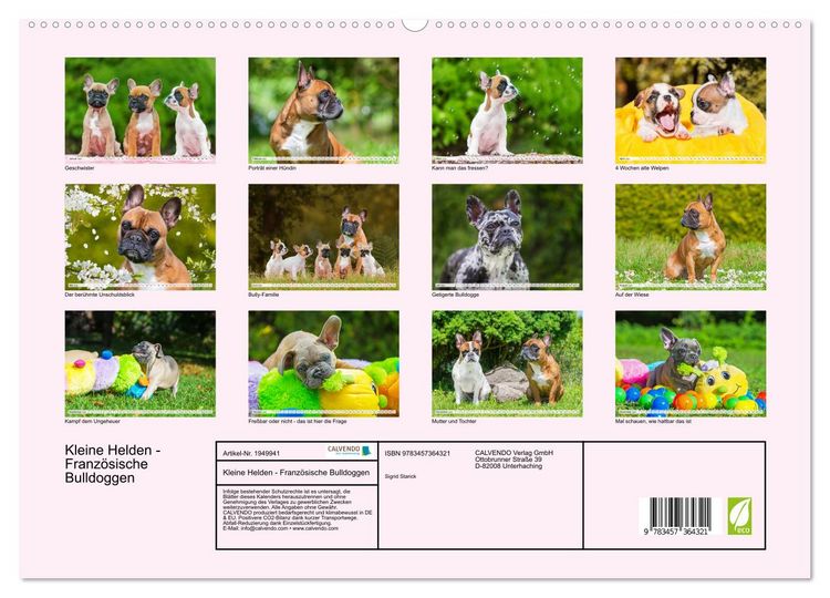 Produktbild: Kleine Helden - Franz&ouml;sische Bulldoggen (hochwertiger Premium Wandkalender 2026 DIN A2 quer), Kunstdruck in Hochglanz