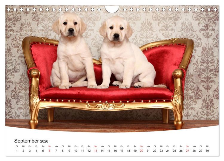 Produktbild: Labrador Welpen - Labrador Puppies (Wandkalender 2026 DIN A4 quer), CALVENDO Monatskalender