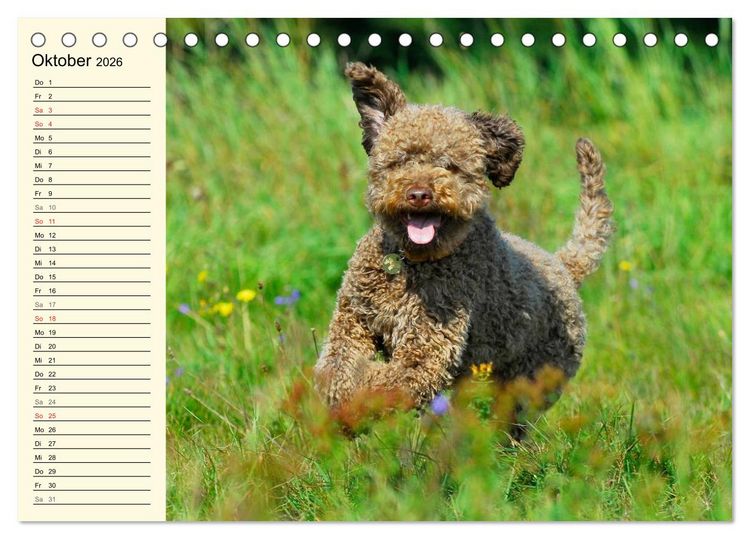 Produktbild: Lagotto Romagnolo - Italienischer Tr&uuml;ffelhund (Tischkalender 2026 DIN A5 quer), CALVENDO Monatskalender