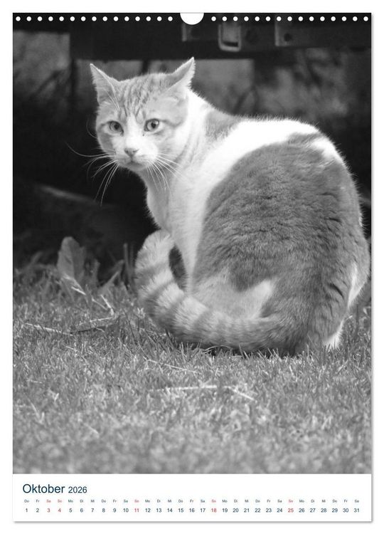 Produktbild: Wilde Katzen - Korsikas Samtpfoten (Wandkalender 2026 DIN A3 hoch), CALVENDO Monatskalender