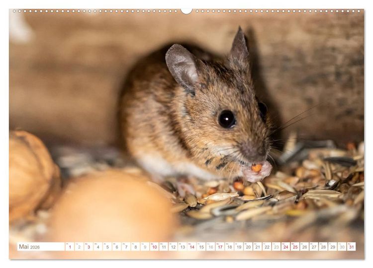 Produktbild: Die Maus im Vogelhaus (hochwertiger Premium Wandkalender 2026 DIN A2 quer), Kunstdruck in Hochglanz