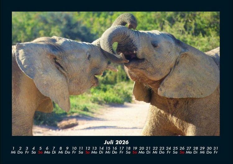 Produktbild: Elefanten - Die sanften Riesen Afrikas 2026 Fotokalender DIN A4