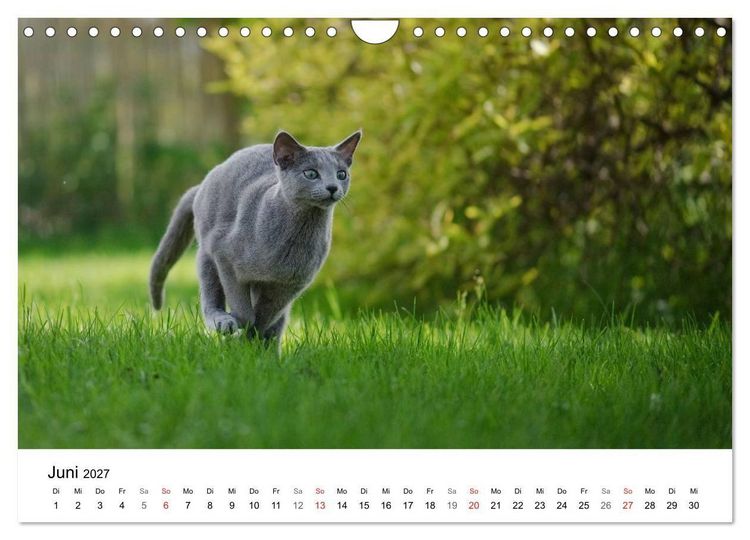 Produktbild: Rassekatzen 2027 (Wandkalender 2027 DIN A4 quer), CALVENDO Monatskalender