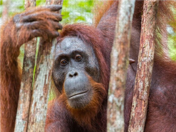 Produktbild: CALVENDO Puzzle Orang Utan in Kalimantan - Borneo | 1000 Teile Lege-Gr&ouml;&szlig;e 64x48cm Foto-Puzzle f&uuml;r gl&uuml;ckliche Stunden