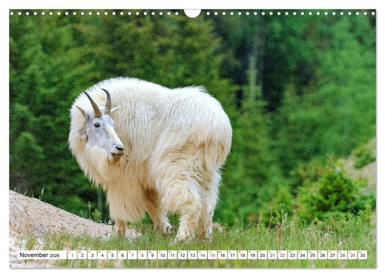 Produktbild: Tierwelt in den Canadian Rockies (Wandkalender 2026 DIN A3 quer), CALVENDO Monatskalender