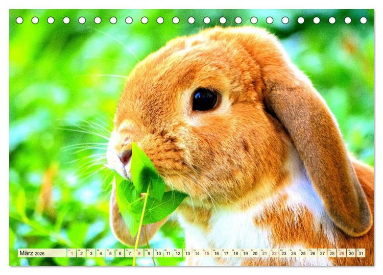 Produktbild: Nagetiere. Hamster, Kaninchen und Co. (Tischkalender 2026 DIN A5 quer), CALVENDO Monatskalender