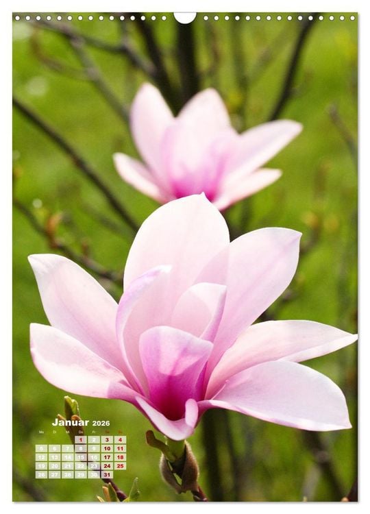 Produktbild: Magnolien Ein Fr&uuml;hlingstraum (Wandkalender 2026 DIN A3 hoch), CALVENDO Monatskalender