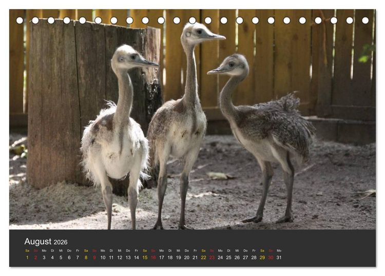 Produktbild: Tierpark-Gera (Tischkalender 2026 DIN A5 quer), CALVENDO Monatskalender