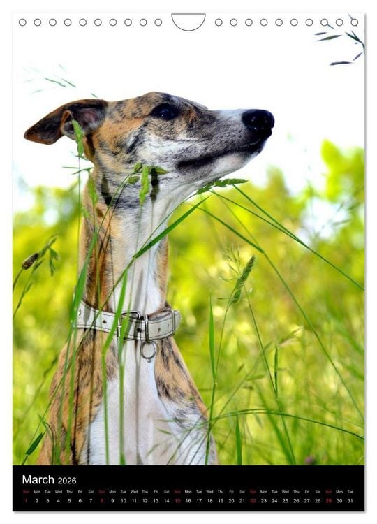 Produktbild: Beautiful Whippets (Wall Calendar 2026 DIN A4 portrait), CALVENDO 12 Month Wall Calendar