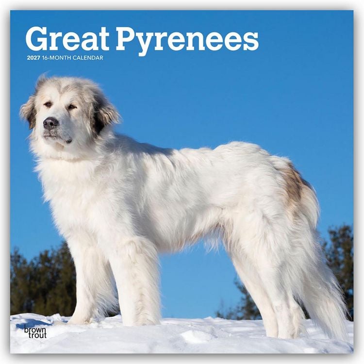 Produktbild: Great Pyrenees &ndash; Pyren&auml;enberghund 2027 &ndash; 16-Monatskalender