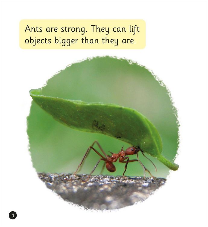 Produktbild: Interesting Insects (Set 7)