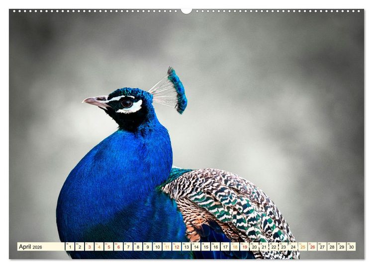 Produktbild: Sch&ouml;ner Pfau (hochwertiger Premium Wandkalender 2026 DIN A2 quer), Kunstdruck in Hochglanz