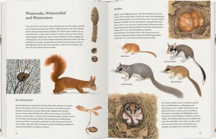 Produktbild: Schneehuhn, Reh und Haselmaus