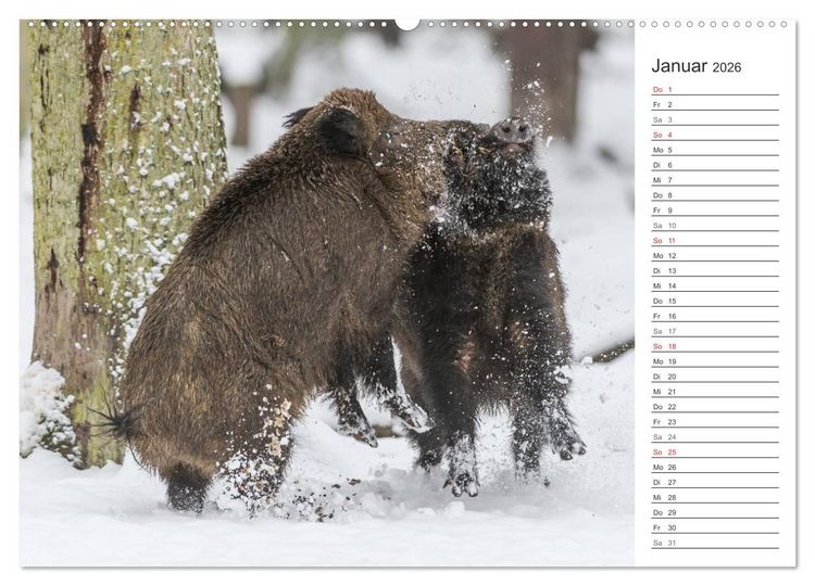 Produktbild: Emotionale Momente: Wild und Jagd. (Wandkalender 2026 DIN A2 quer), CALVENDO Monatskalender
