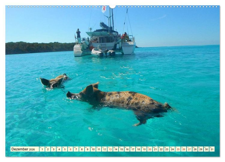 Produktbild: Schwimmende Schweine (hochwertiger Premium Wandkalender 2026 DIN A2 quer), Kunstdruck in Hochglanz